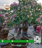 Cây Hoa Giấy - Cửa Hàng Cây Giống Chợ Lách 2