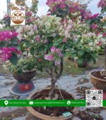 Cây Hoa Giấy - Cửa Hàng Cây Giống Chợ Lách 3