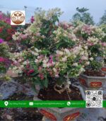 Cây Hoa Giấy - Cửa Hàng Cây Giống Chợ Lách 4