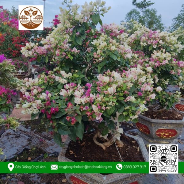 Cây Hoa Giấy - Cửa Hàng Cây Giống Chợ Lách 4