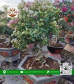 Cây Hoa Giấy - Cửa Hàng Cây Giống Chợ Lách 5