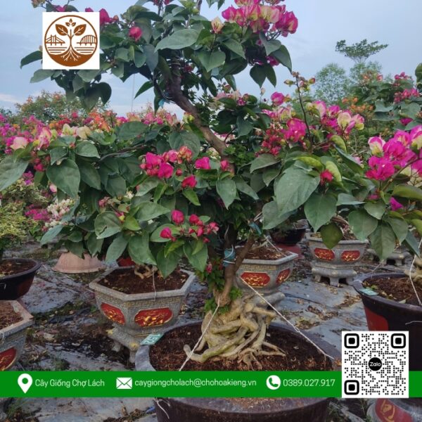 Cây Hoa Giấy - Cửa Hàng Cây Giống Chợ Lách