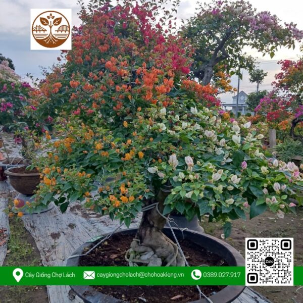 Cây Hoa Giấy Ngũ Sắc - Cửa Hàng Cây Giống Chợ Lách 1