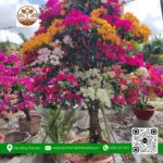 Cây Hoa Giấy Ngũ Sắc - Cửa Hàng Cây Giống Chợ Lách