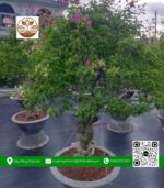 Cây Hoa Giấy Ngũ Sắc - Cửa Hàng Cây Giống Chợ Lách 2