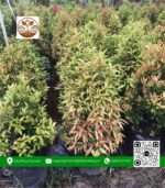 Cây Hồng Lộc - Cửa Hàng Cây Giống Chợ Lách 1