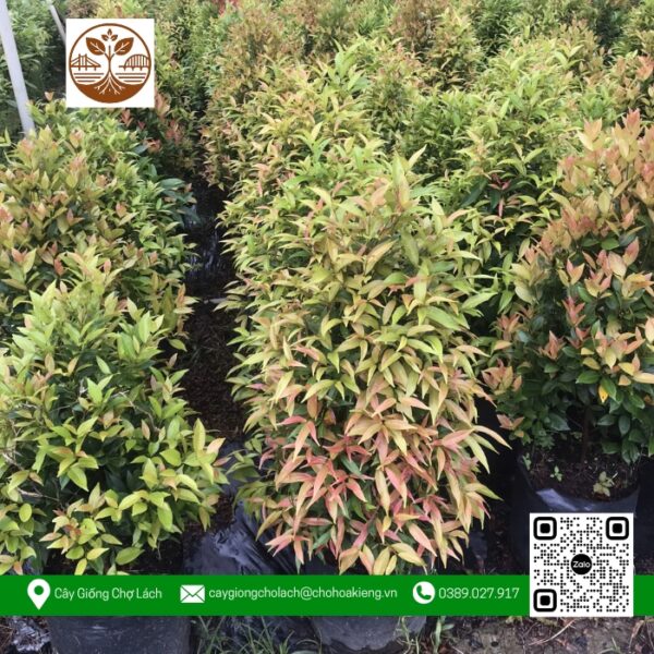 Cây Hồng Lộc - Cửa Hàng Cây Giống Chợ Lách 1