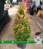 Cây Hồng Lộc - Cửa Hàng Cây Giống Chợ Lách