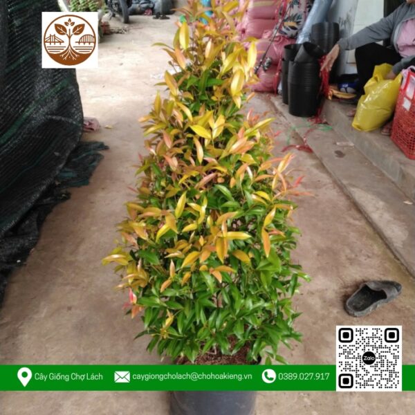Cây Hồng Lộc - Cửa Hàng Cây Giống Chợ Lách