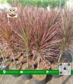 Cây Hồng Vũ - Cửa Hàng Cây Giống Chợ Lách 1