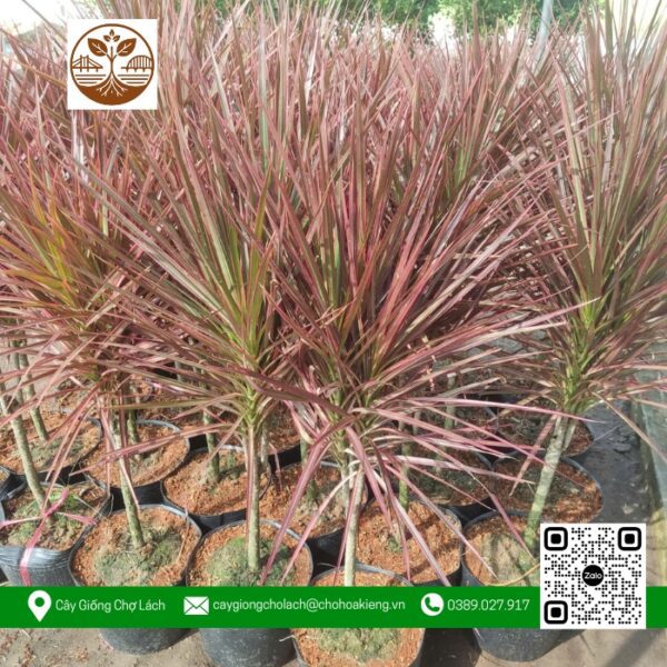 Cây Hồng Vũ - Cửa Hàng Cây Giống Chợ Lách 1