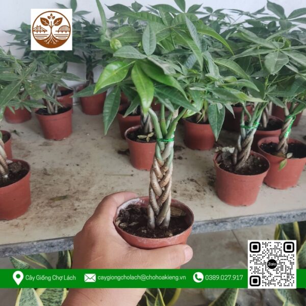 Cây Kim Ngân Bính - Cửa Hàng Cây Giống Chợ Lách