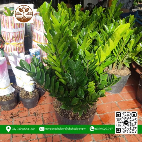 Cây Kim Phát Tài - Cửa Hàng Cây Giống Chợ Lách