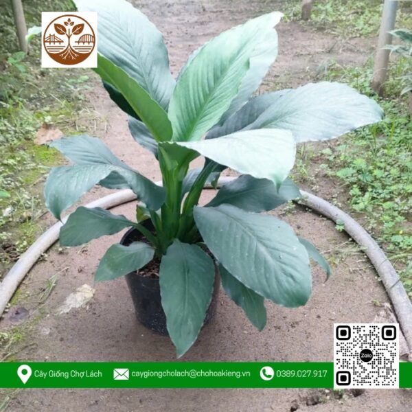 Cây Lan Mỹ - Cửa Hàng Cây Giống Chợ Lách 1