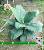 Cây Lan Mỹ - Cửa Hàng Cây Giống Chợ Lách