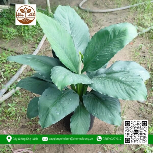 Cây Lan Mỹ - Cửa Hàng Cây Giống Chợ Lách