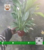 Cây Lan Ý - Cửa Hàng Cây Giống Chợ Lách 1