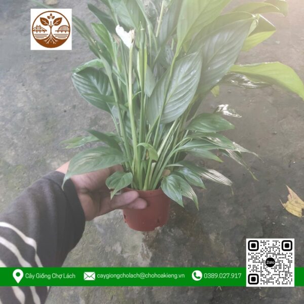 Cây Lan Ý - Cửa Hàng Cây Giống Chợ Lách 1