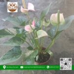 Cây Lan Ý - Cửa Hàng Cây Giống Chợ Lách