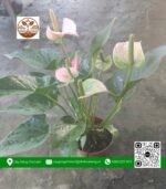 Cây Lan Ý - Cửa Hàng Cây Giống Chợ Lách