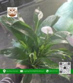 Cây Lan Ý - Cửa Hàng Cây Giống Chợ Lách 2