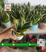 Cây Lưỡi Hổ - Cửa Hàng Cây Giống Chợ Lách 1