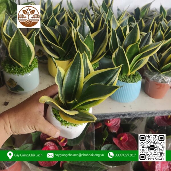 Cây Lưỡi Hổ - Cửa Hàng Cây Giống Chợ Lách 1