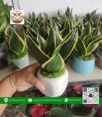 Cây Lưỡi Hổ - Cửa Hàng Cây Giống Chợ Lách