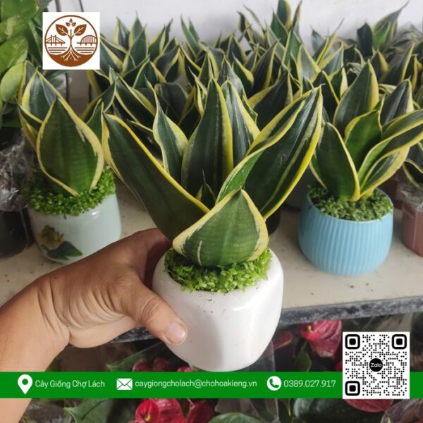Cây Lưỡi Hổ - Cửa Hàng Cây Giống Chợ Lách