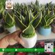 Cây Lưỡi Hổ - Cửa Hàng Cây Giống Chợ Lách