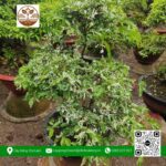 Cây Mai Chiếu Thủy Cẩm Thạch - Cửa Hàng Cây Giống Chợ Lách