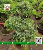 Cây Mai Chiếu Thủy Cẩm Thạch - Cửa Hàng Cây Giống Chợ Lách