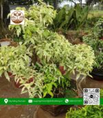 Cây Mai Chiếu Thủy Cẩm Thạch - Cửa Hàng Cây Giống Chợ Lách 2