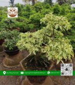 Cây Mai Chiếu Thủy Cẩm Thạch - Cửa Hàng Cây Giống Chợ Lách 1