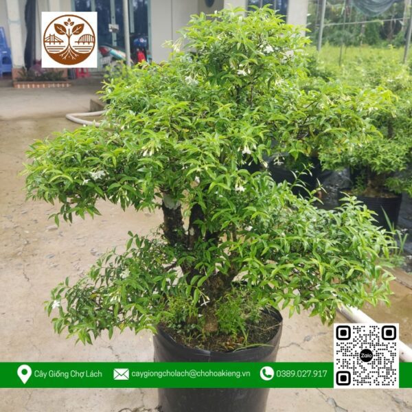Cây Mai Chiếu Thủy - Cửa Hàng Cây Giống Chợ Lách