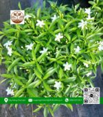 Cây Mai Vạn Phúc - Cửa Hàng Cây Giống Chợ Lách 1