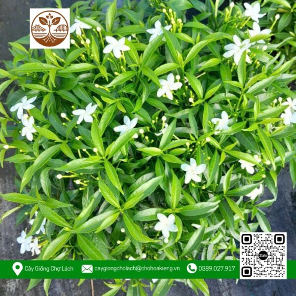 Cây Mai Vạn Phúc - Cửa Hàng Cây Giống Chợ Lách 1