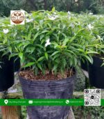 Cây Mai Vạn Phúc - Cửa Hàng Cây Giống Chợ Lách