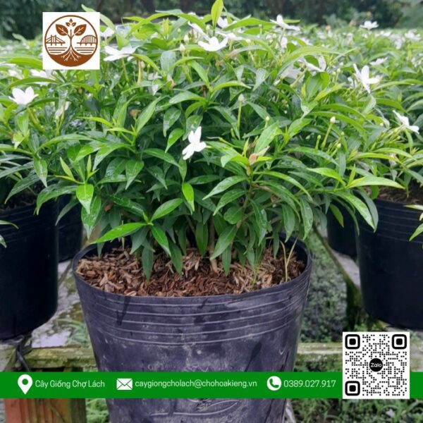 Cây Mai Vạn Phúc - Cửa Hàng Cây Giống Chợ Lách