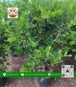 Cây Nguyệt Quế - Cửa Hàng Cây Giống Chợ Lách 1