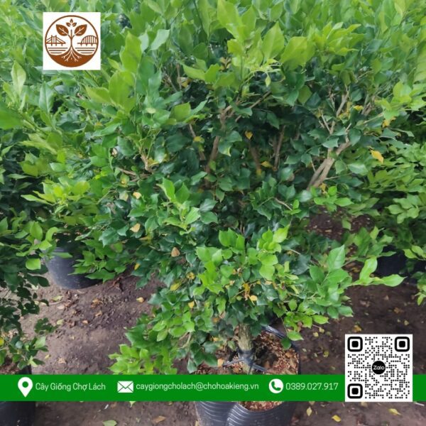 Cây Nguyệt Quế - Cửa Hàng Cây Giống Chợ Lách 1