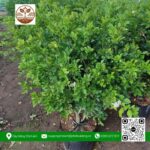 Cây Nguyệt Quế - Cửa Hàng Cây Giống Chợ Lách