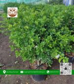 Cây Nguyệt Quế - Cửa Hàng Cây Giống Chợ Lách