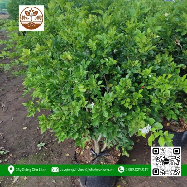 Cây Nguyệt Quế - Cửa Hàng Cây Giống Chợ Lách