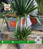 Cây Phát Tài Núi - Cửa Hàng Cây Giống Chợ Lách 1