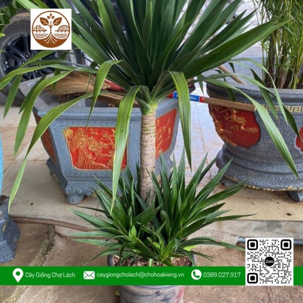 Cây Phát Tài Núi - Cửa Hàng Cây Giống Chợ Lách 1