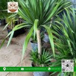 Cây Phát Tài Núi - Cửa Hàng Cây Giống Chợ Lách