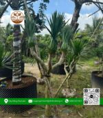 Cây Phát Tài Núi Thoát Thân - Cửa Hàng Cây Giống Chợ Lách