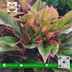 Cây Phú Quý - Cửa Hàng Cây Giống Chợ Lách