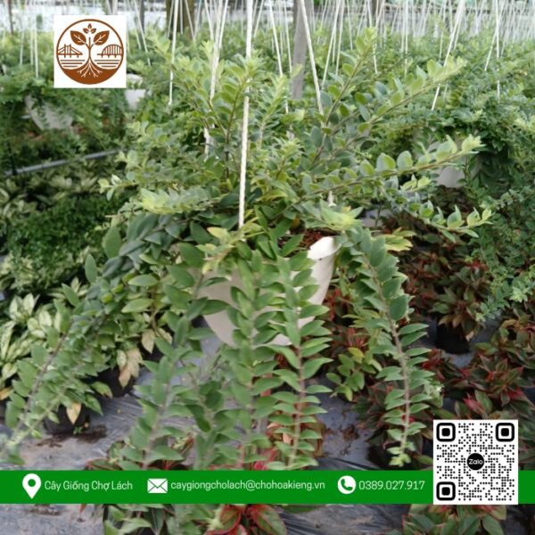 Cây Son Môi Thái (Siêu Bông) - Cửa Hàng Cây Giống Chợ Lách